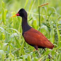 Wattled Jacana